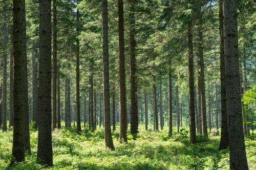 Rechnungshof: Österreichs Wälder müssen klimafitter werden