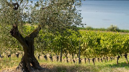 17 Liter Ertrag: Erstes burgenländisches Olivenöl gepresst
