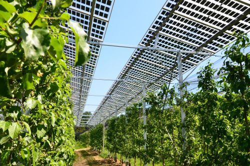Erste Daten - Photovoltaik über Obstbau schützt vor Regen und Frost